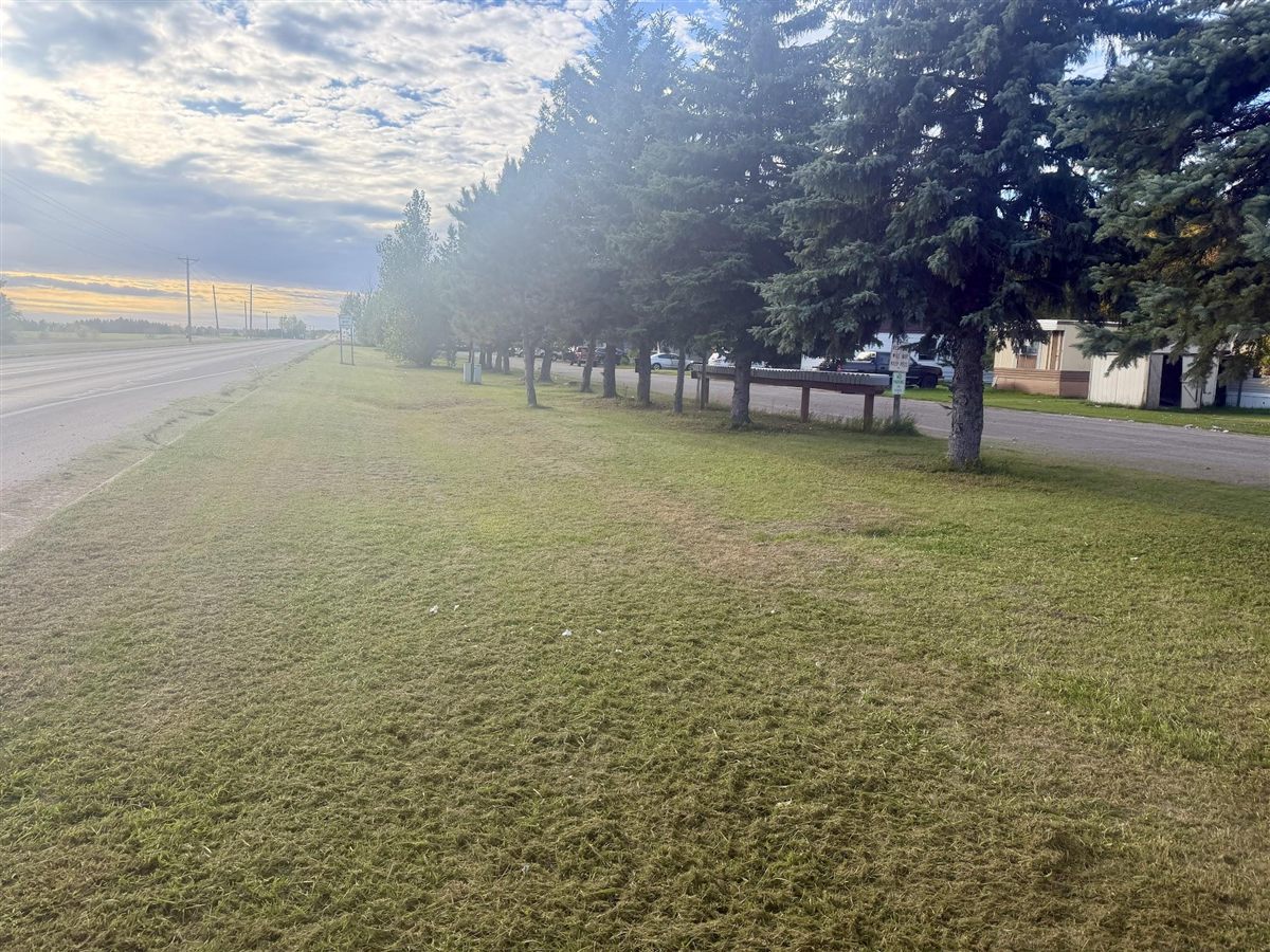 Evergreen trees along the entrance to Pine Cone Park